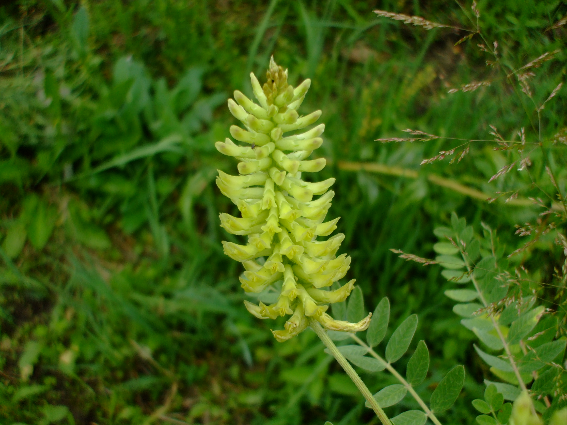 Astragalus canadensis